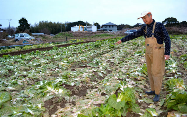 농작물 절도사건 일본 채소값 급등으로 농작물 절도사건 발생